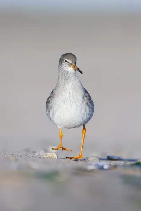 Framed Print : Common Redshank - Face on ground-level perspective of bird walking along sandy beach - Cleveland - UK Framed Print : Common Redshank - Face on ground-level perspective of bird walking along sandy beach - Cleveland - UK