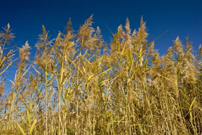 Framed Print : Common reeds Phragmites australis in flower, autumn; Romania Framed Print : Common reeds Phragmites australis in flower, autumn; Romania
