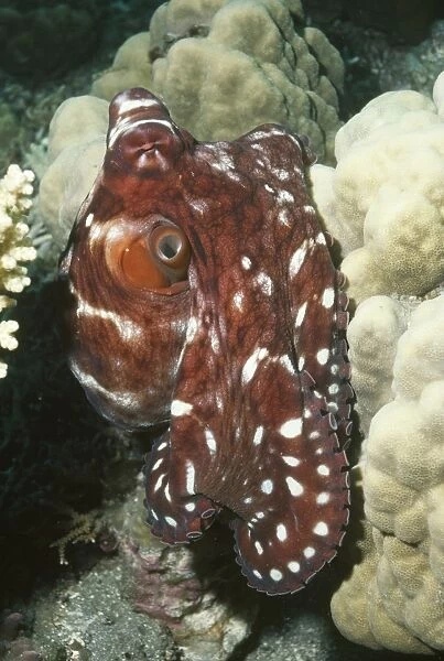 Common Reef Octopus also found in Hawaii Papua New Guinea, Indo Pacific