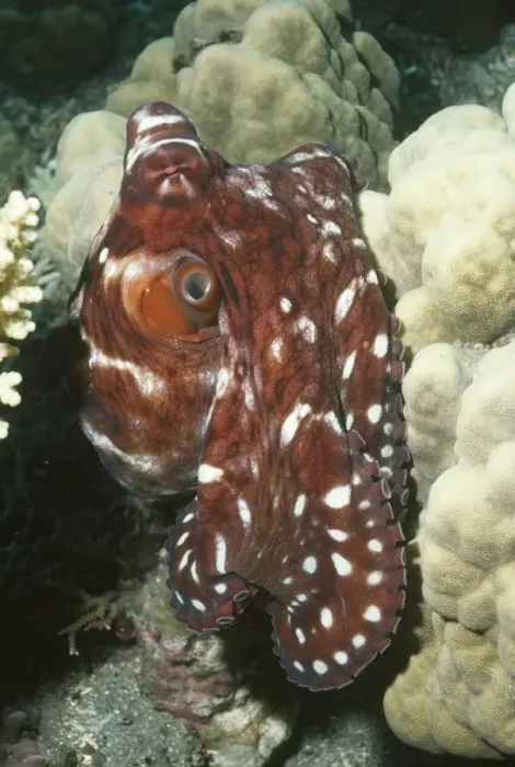 Framed Print : Common Reef Octopus also found in Hawaii Papua New Guinea, Indo Pacific Framed Print : Common Reef Octopus also found in Hawaii Papua New Guinea, Indo Pacific
