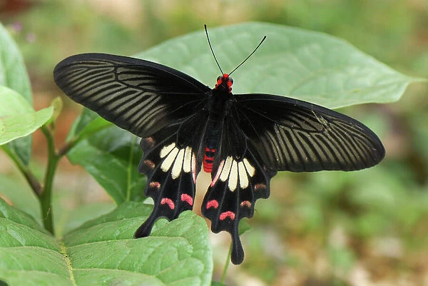 Common Rose Family: Papilionidae Erawan Nationalpark, Thailand