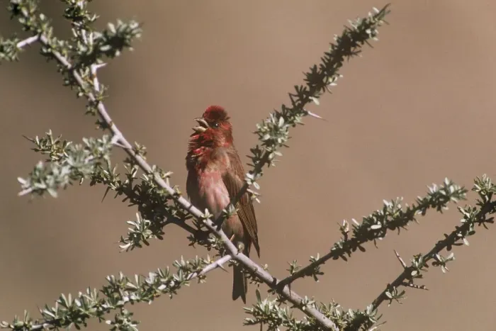 Framed Print : Common Rosefinch - on branch - Ladakh - Jummu & Kashmir - India Framed Print : Common Rosefinch - on branch - Ladakh - Jummu & Kashmir - India