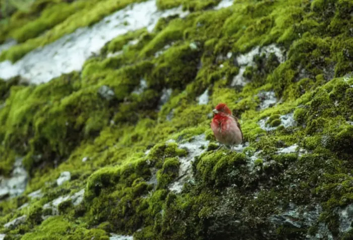 Framed Print : Common Rosefinch - Nepal Framed Print : Common Rosefinch - Nepal