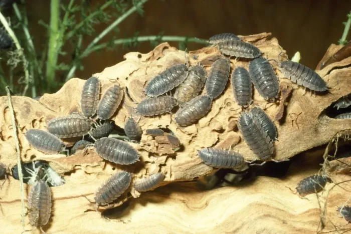 Framed Print : Common Rough Woodlouse Framed Print : Common Rough Woodlouse