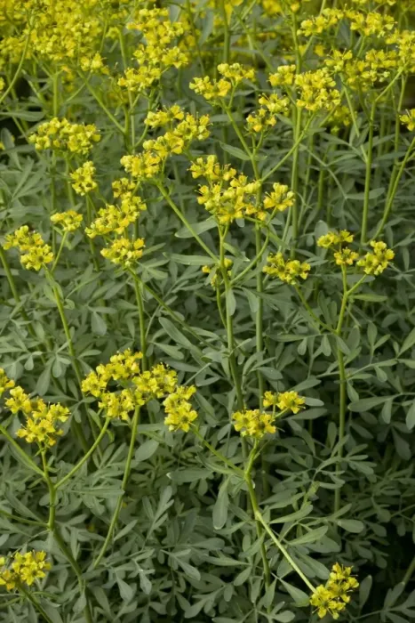 Framed Print : Common rue (Ruta graveolens). S. Europe, and gardens Framed Print : Common rue (Ruta graveolens). S. Europe, and gardens