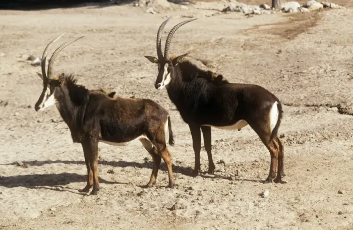 Framed Print : Common Sable Antelope - Male and female Framed Print : Common Sable Antelope - Male and female