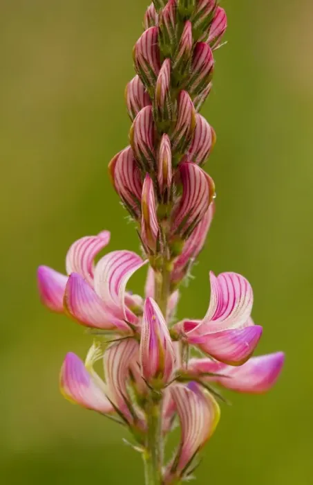 Framed Print : Common sainfoin - in flower Framed Print : Common sainfoin - in flower