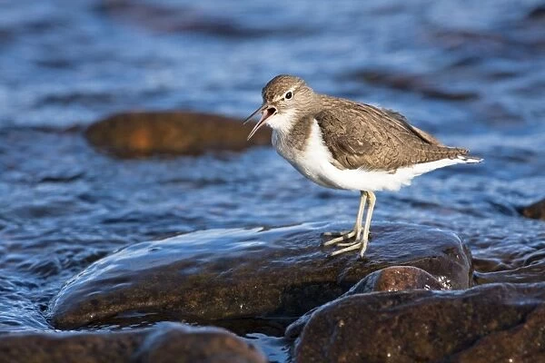 Common Sandpiper - adult calling by edge of lake, Cairngorms, Scotland, UK