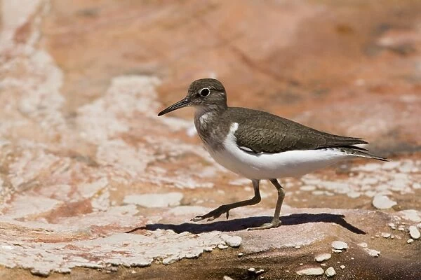 Common Sandpiper Found along all Australian coasts and sometimes well inland along waterways and billabong edges. Not particularly common. Feeds alone and does not flock like other migrant waders