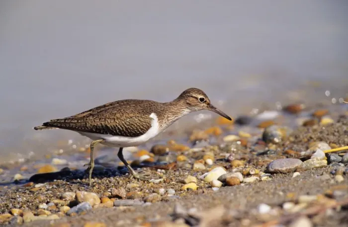 Framed Print : Common Sandpiper - feeding on lake edge Framed Print : Common Sandpiper - feeding on lake edge