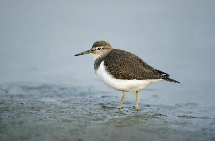 Framed Print : Common Sandpiper - feeding on lake edge Framed Print : Common Sandpiper - feeding on lake edge