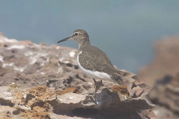 Common Sandpiper A generally uncommon migrant around rocky coastlines but avoiding long sandy beaches and wide mudflats. Also found inland along muddy billabong margins and edges of rivers