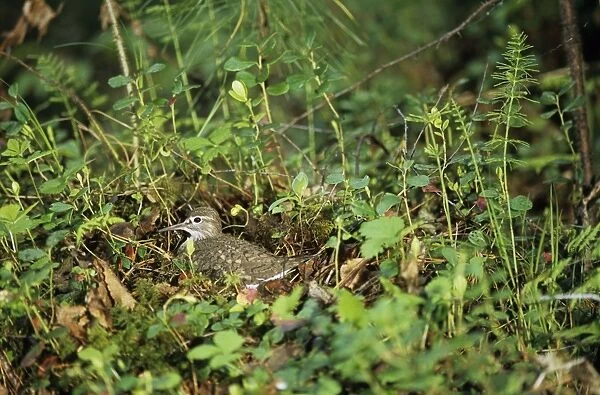 Common Sandpiper on the nest; common but difficult to find on taiga-forest floor near river Negustyah, a tributary of river Bolshoi Ugan, near Ugut settlement; Uganskii Nat. reserve, Siberia, Russia; spring Ug37. 0564