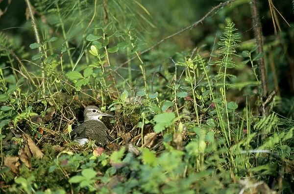Common Sandpiper on the nest; common but difficult to find on taiga-forest floor near river Negustyah, a tributary of river Bolshoi Ugan, near Ugut settlement; Uganskii Nat. reserve, Siberia, Russia; spring Ug37. 0560