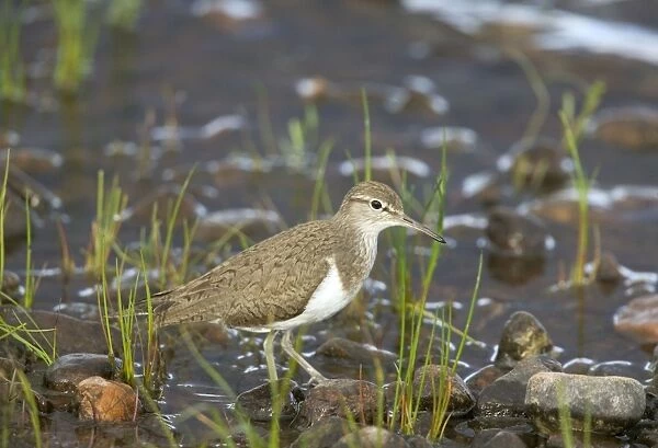 Common Sandpiper - Standing on pebbles beside water - April - Scotland