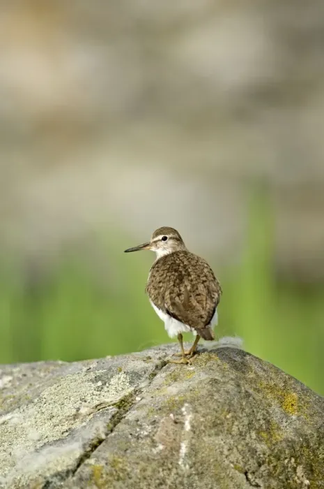 Framed Print : Common Sandpiper - Standing on rock - Mull - Scotland Framed Print : Common Sandpiper - Standing on rock - Mull - Scotland