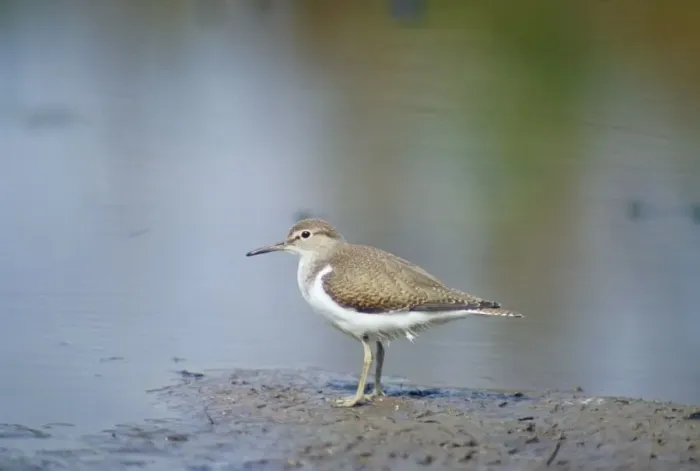 Framed Print : Common Sandpiper Tringa hypdeucos © Chris Knights / ARDEA LONDON Framed Print : Common Sandpiper Tringa hypdeucos © Chris Knights / ARDEA LONDON