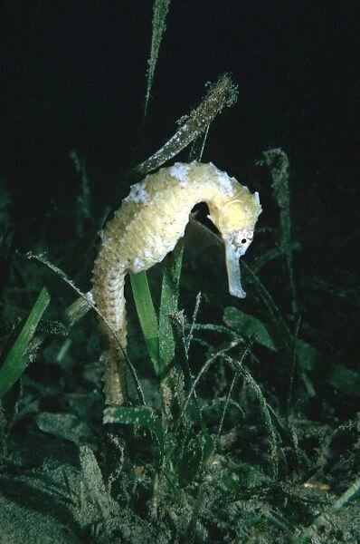 Common Sea Horse - The male carries young in a pouch. Papua New Guinea HOR-004