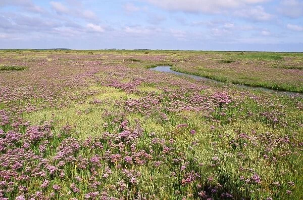 Common Sea-lavender. Norfolk, UK