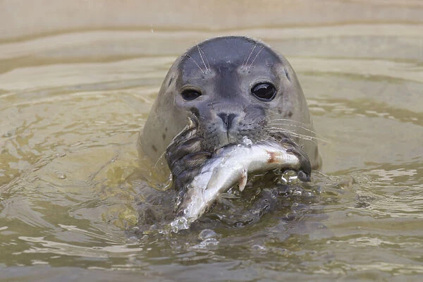 Common Seal, Harbor Seal - seal eating a fish - Germany Date: 16-Aug-19
