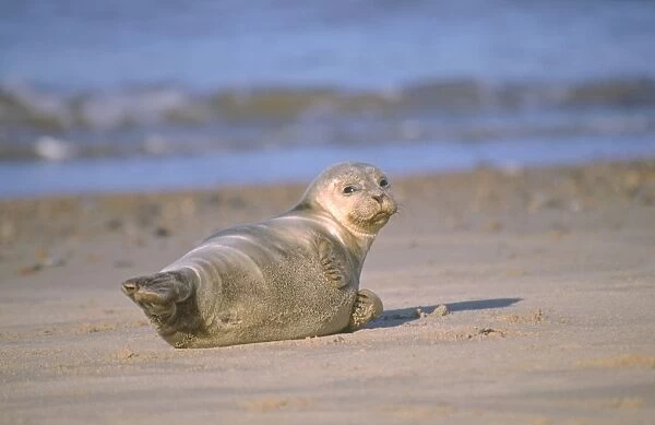 Common Seal - Lying on beach. Norfolk, UK