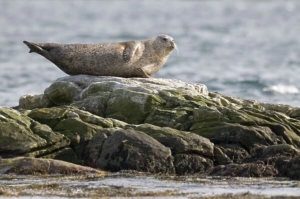Common Seal - lying on rock with sea behind - Berneray - Outer Hebrides
