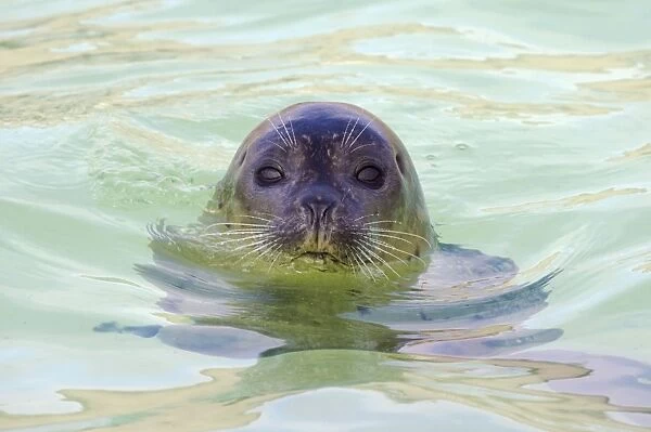 Common Seal Phoca vitulina Texel Rescue Centre Netherlands MA001604