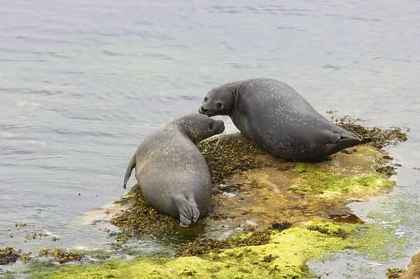 Common Seal - On Rocks Phoca vitulina vitulina Noss nature Reserve Shetland, UK MA001213