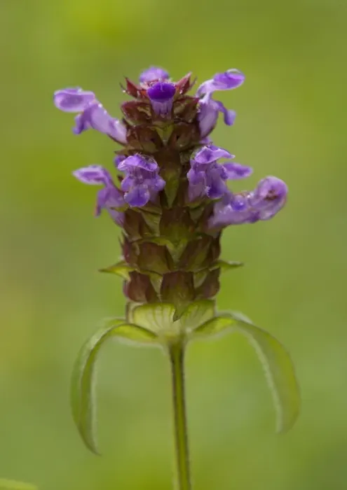 Framed Print : Common Selfheal Framed Print : Common Selfheal