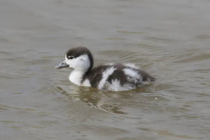 Framed Print : Common Shelduck duckling 07 Framed Print : Common Shelduck duckling 07