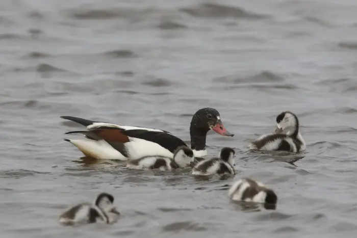 Framed Print : Common Shelduck family 05 Framed Print : Common Shelduck family 05