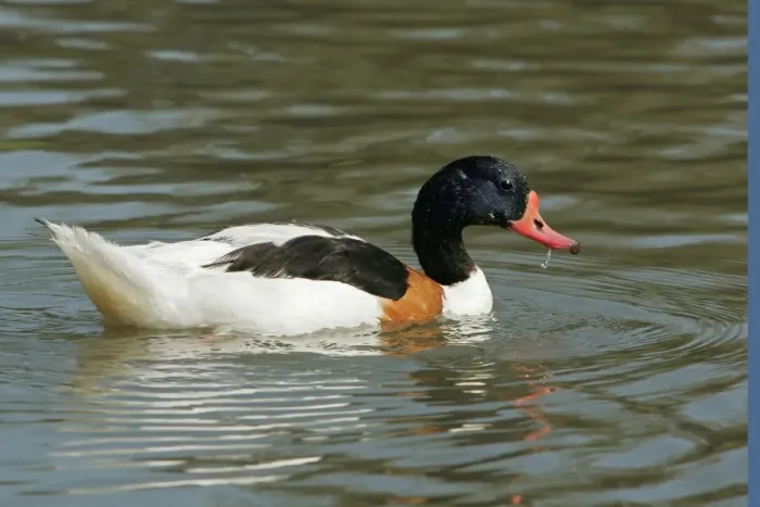 Framed Print : Common Shelduck - male. Pont de Gau Bird Park - Camargue - Bouche du Rhone - Provence - PACA Framed Print : Common Shelduck - male. Pont de Gau Bird Park - Camargue - Bouche du Rhone - Provence - PACA