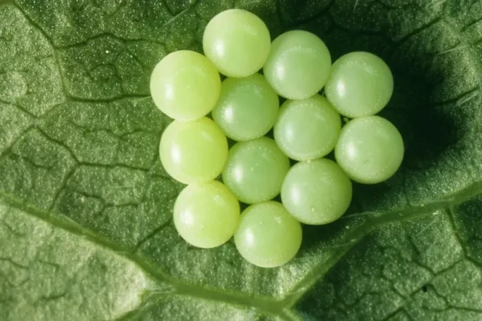 Framed Print : Common Shield Bug Eggs