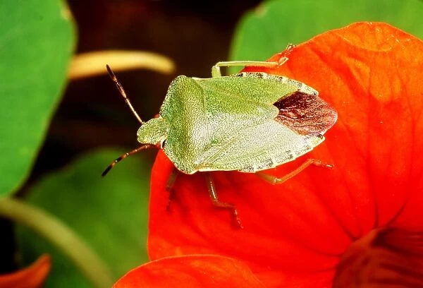 COMMON Shield Bug  /  Sting bug - ON FLOWER