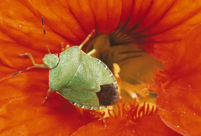 Framed Print : Common Shield Bug UK