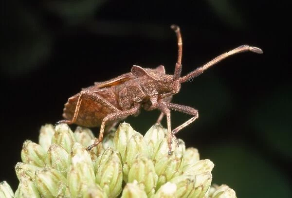 Common Shield Bug - UK