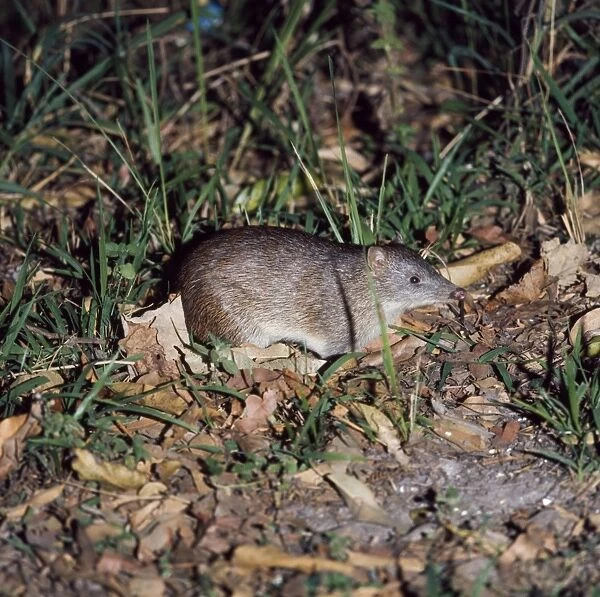 Common Short-nosed  /  Brown Bandicoot
