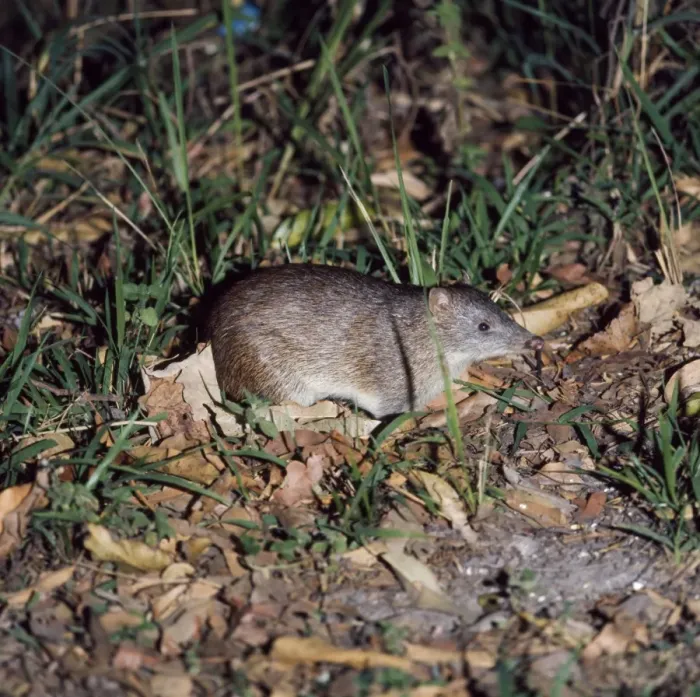 Framed Print : Common Short-nosed / Brown Bandicoot Framed Print : Common Short-nosed / Brown Bandicoot