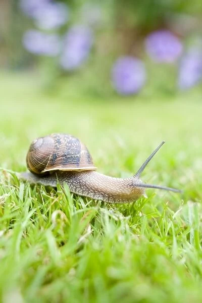Common Snail on lawn with flower border behind Norfolk UK