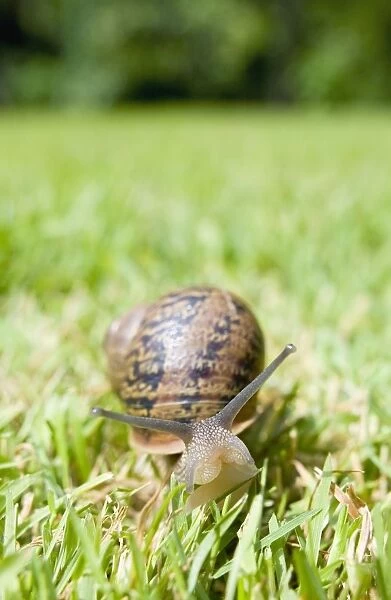 Common Snail on lawn Norfolk UK