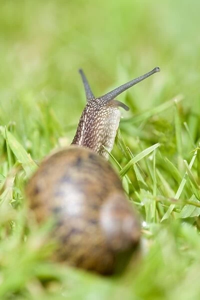 Common Snail on lawn Norfolk UK