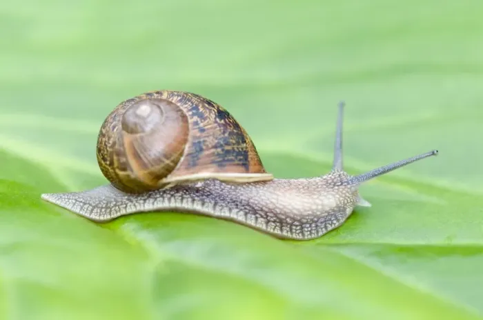 Framed Print : Common Snail on leaf Framed Print : Common Snail on leaf