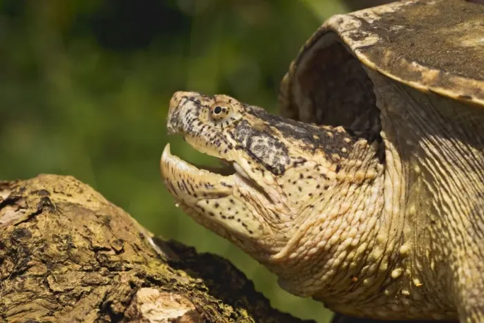 Framed Print : Common Snapping Turtle - close up - controlled conditions 14173