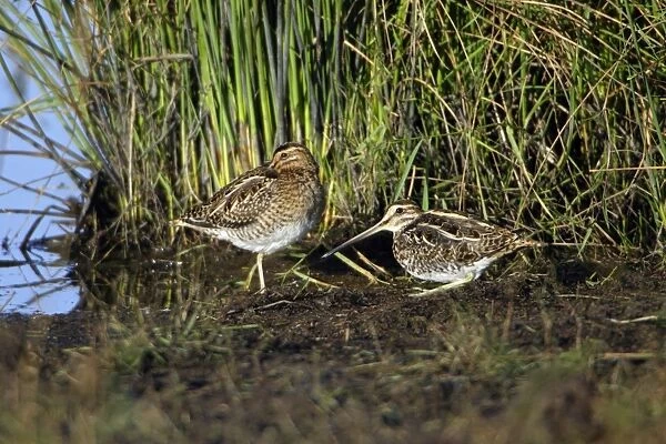 Common Snipe - 2 birds resting at lake's edge, Northumberland National Park, England