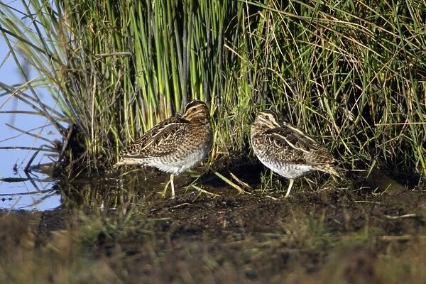 Common Snipe - 2 birds resting at lake's edge, Northumberland National Park, England