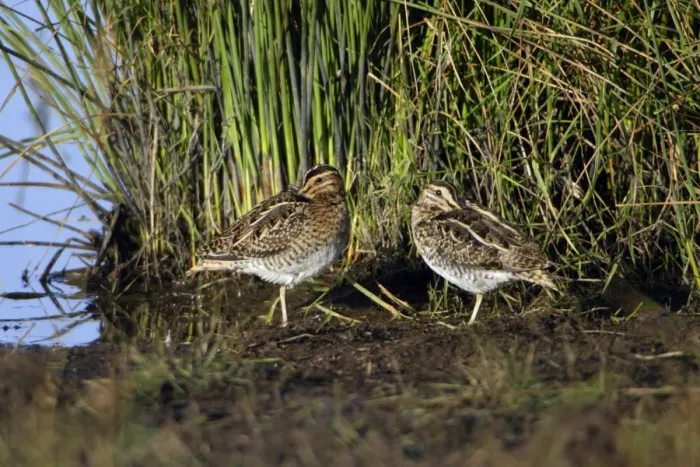 Framed Print : Common Snipe - 2 birds resting at lake's edge, Northumberland National Park, England Framed Print : Common Snipe - 2 birds resting at lake's edge, Northumberland National Park, England