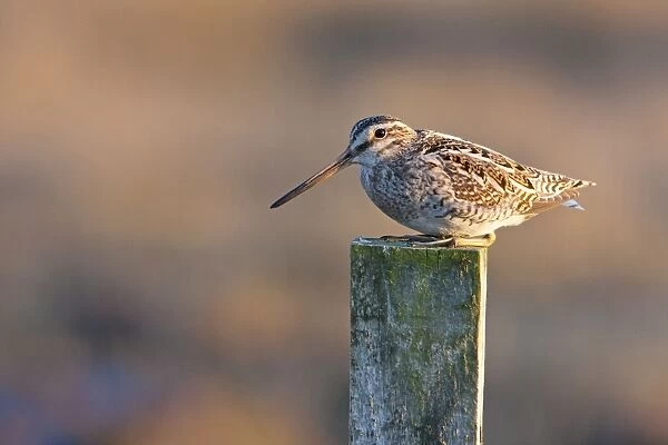 Common Snipe - adult perching on fence post, North Uist, Outer Hebrides, Scotland, UK