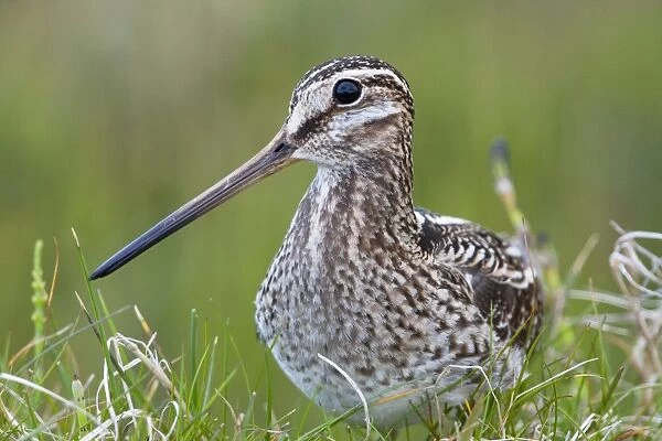 Common Snipe - Close-up of single adult on ground in vegetation, North Uist, Outer Hebrides, Scotland, UK