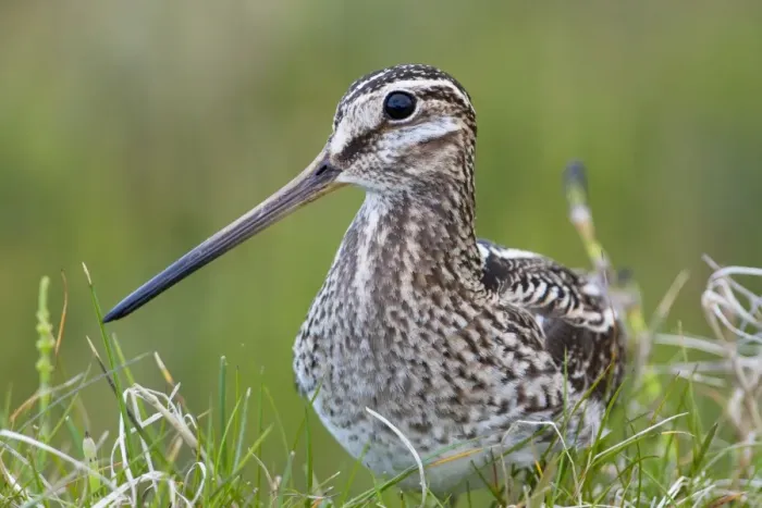 Framed Print : Common Snipe - Close-up of single adult on ground in vegetation, North Uist, Outer Hebrides, Scotland, UK Framed Print : Common Snipe - Close-up of single adult on ground in vegetation, North Uist, Outer Hebrides, Scotland, UK