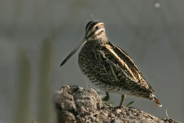 Framed Print : Common Snipe. Coto Donana National Park - Spain Framed Print : Common Snipe. Coto Donana National Park - Spain